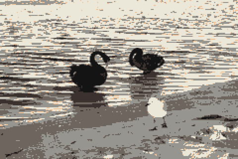Segul & Swan