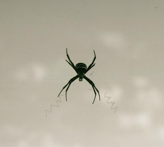 spider